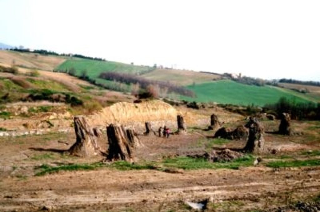 foresta-fossile