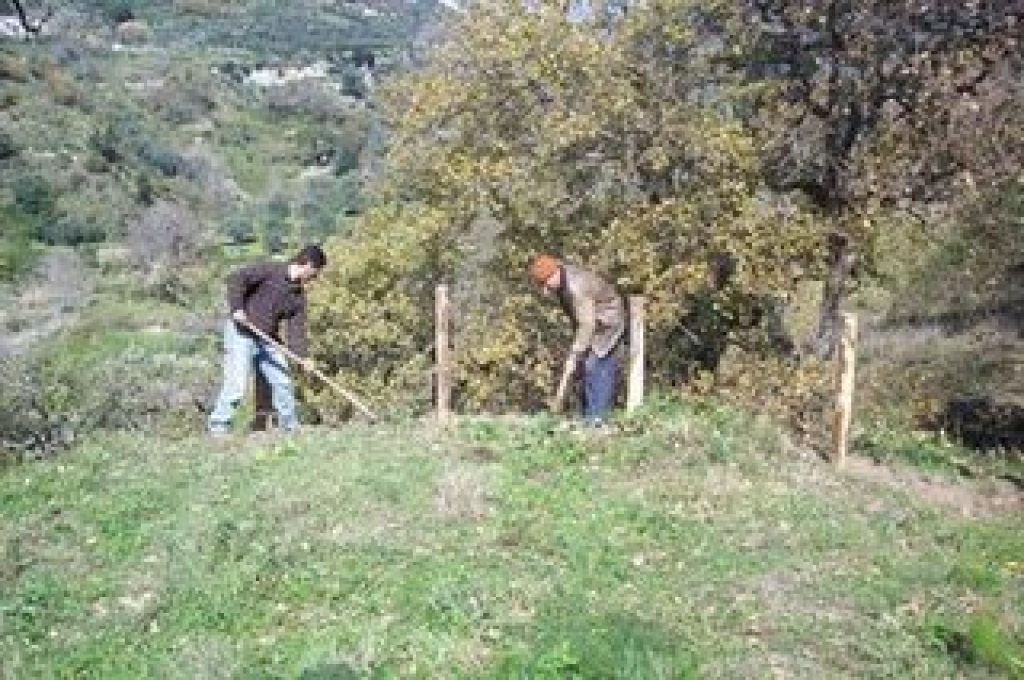 forestali1