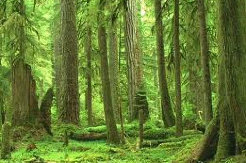 foreste