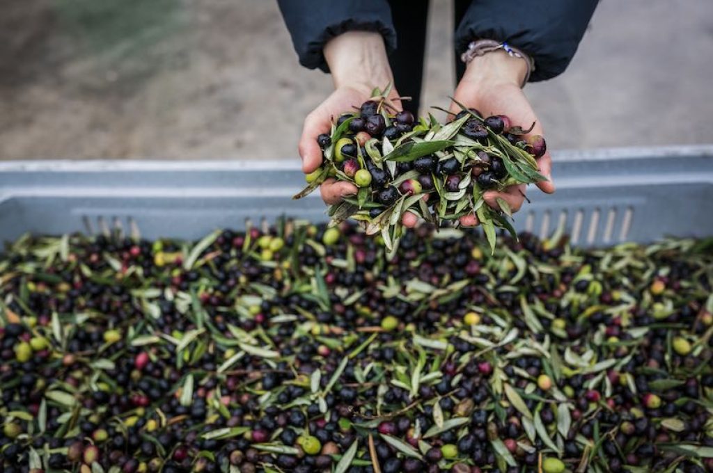 frantoi aperti olive