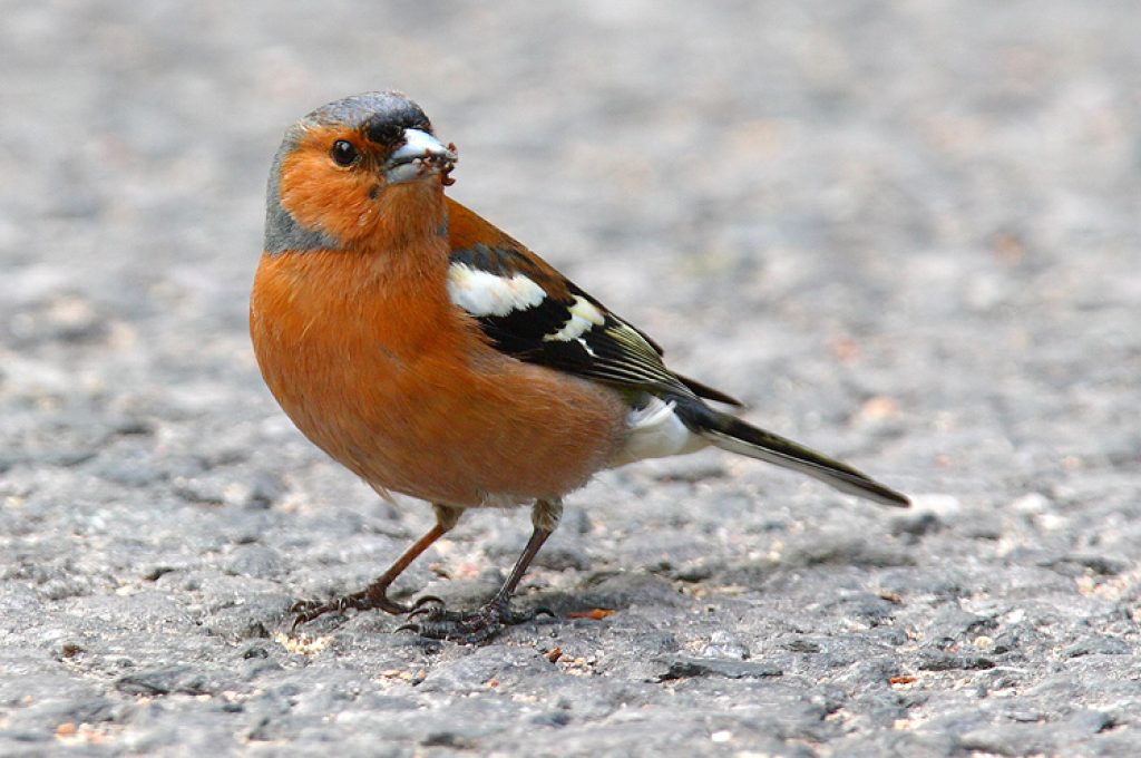 fringuello-fringuello