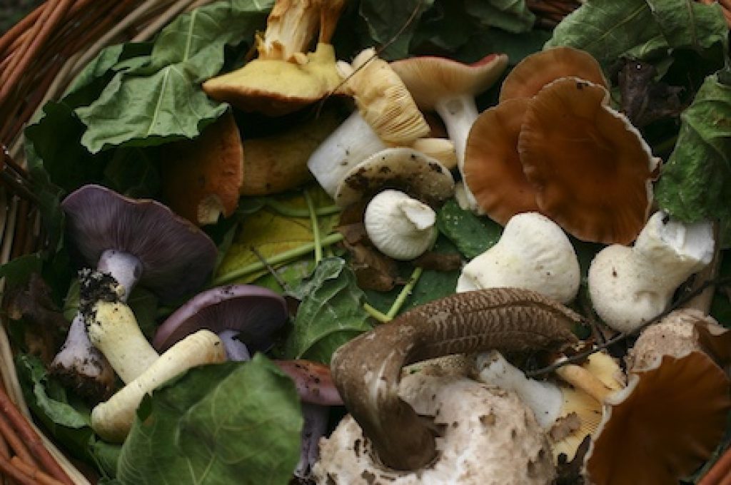 funghi