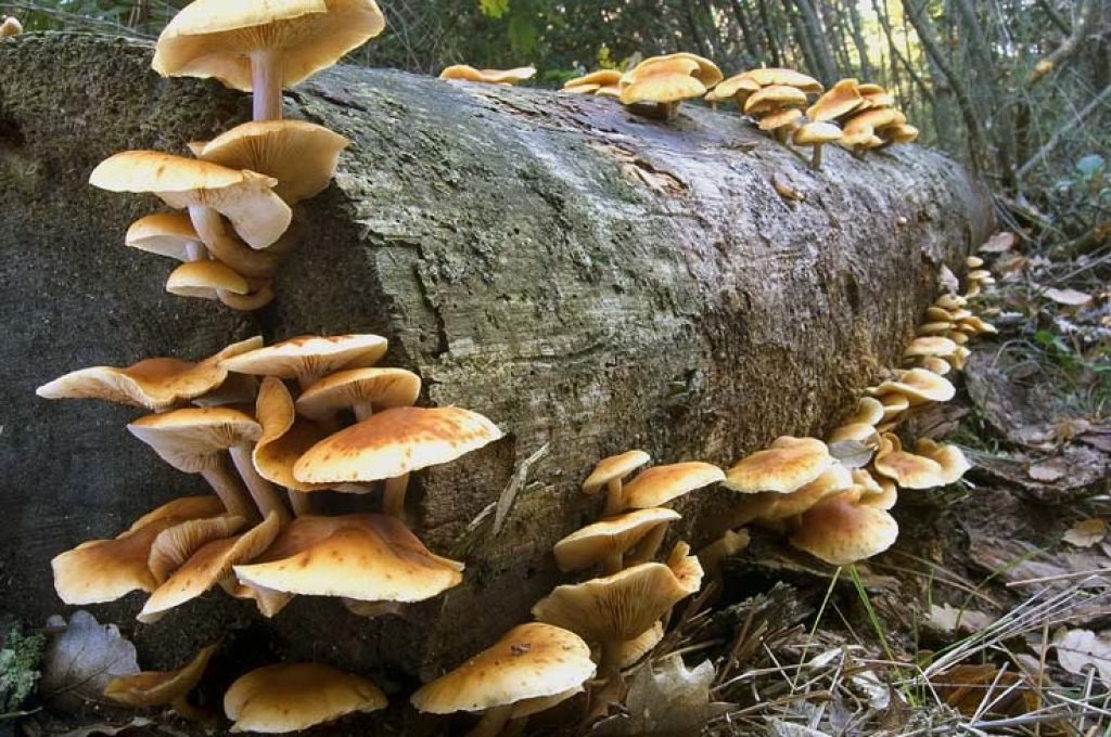 funghi-regole-ministero-salute
