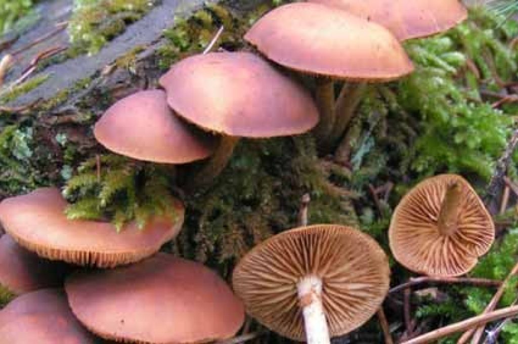funghi-velenosi2