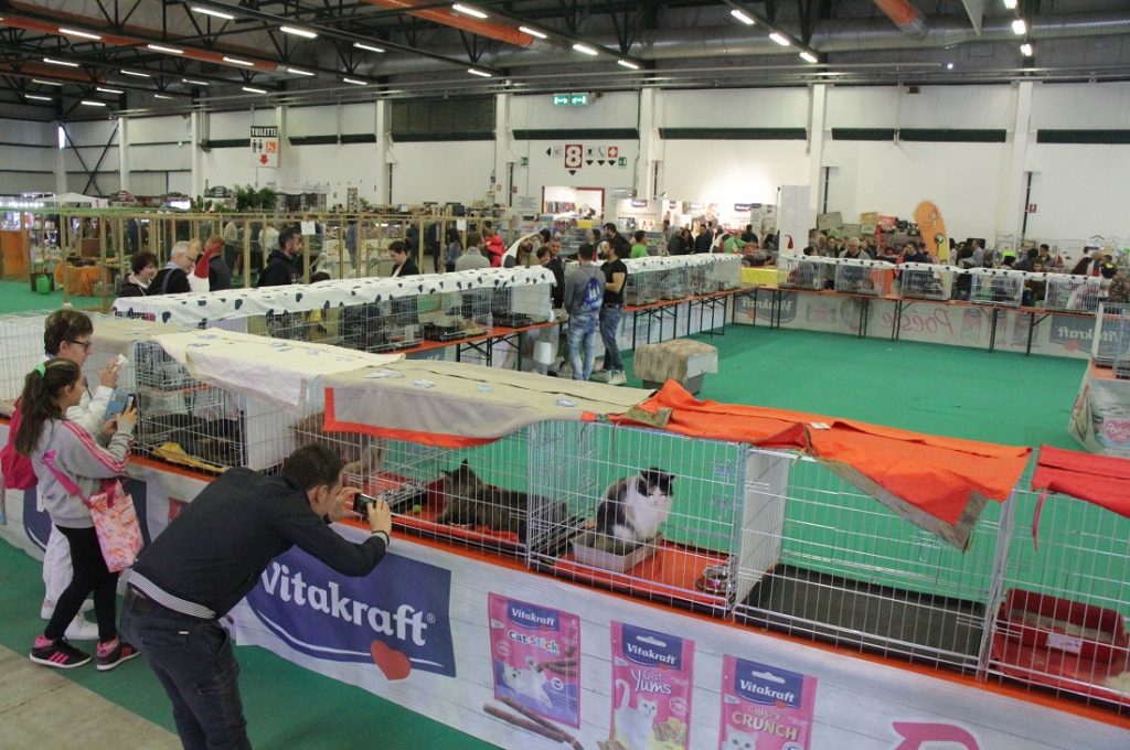 gatti e cani