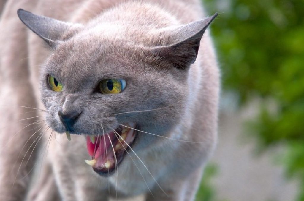 gatto arrabbiato