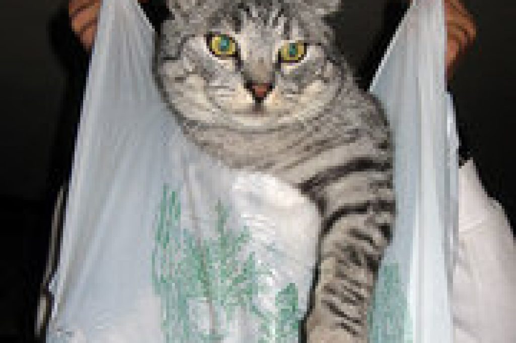gatto
