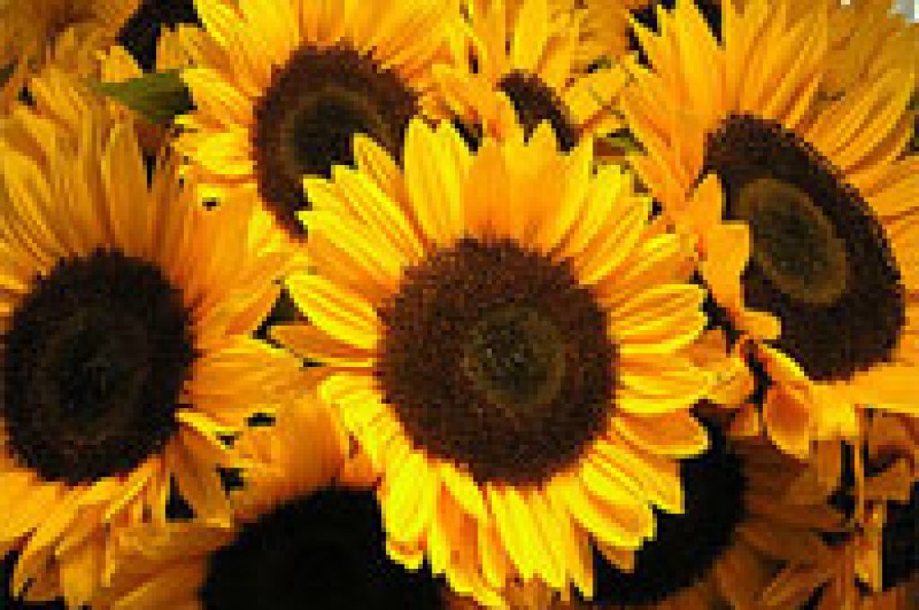 girasole