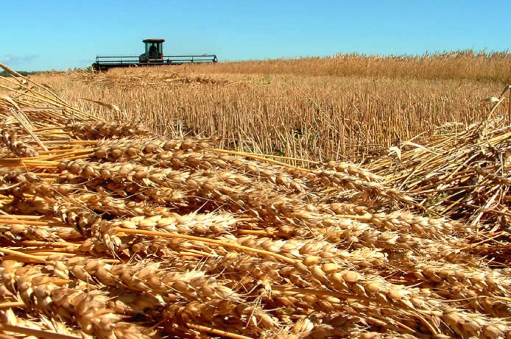 grano1