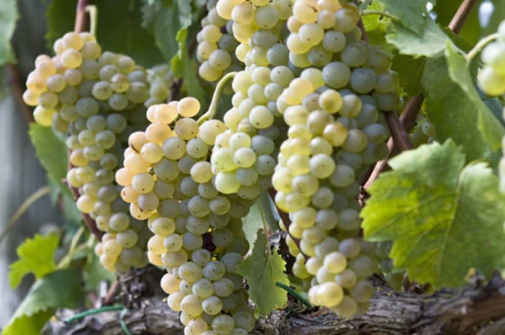 grechetto-grappolo