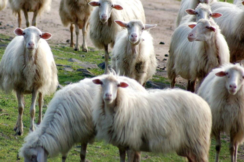 gregge_di_pecore_d01