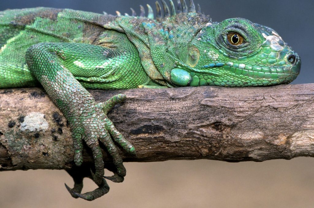 iguana