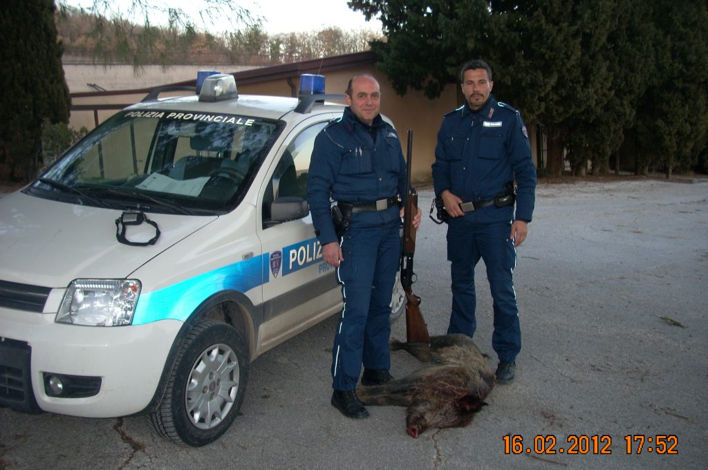 il-cinghiale-sequestrato-1