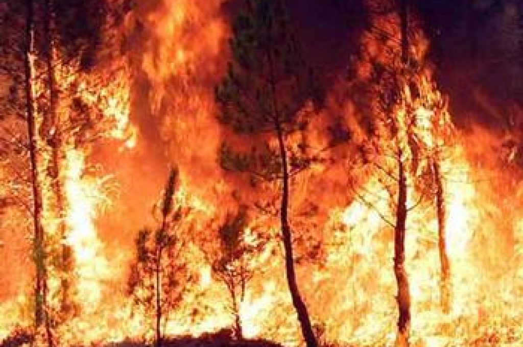 incendio-bosco