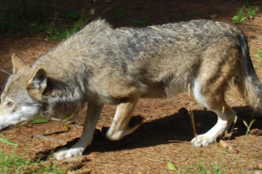 lupo