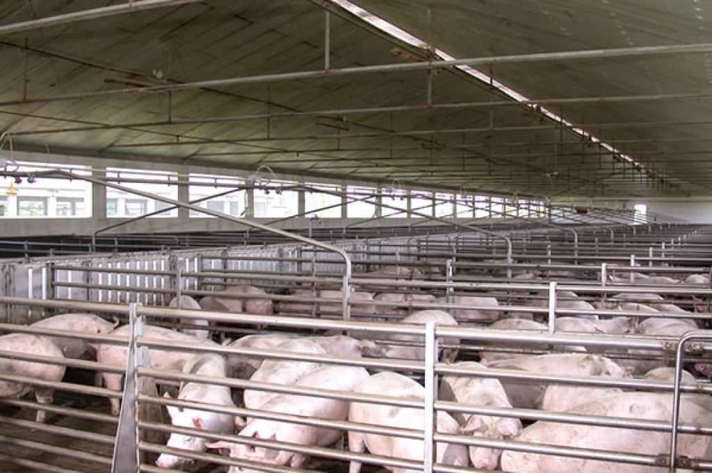 maiali-stalla