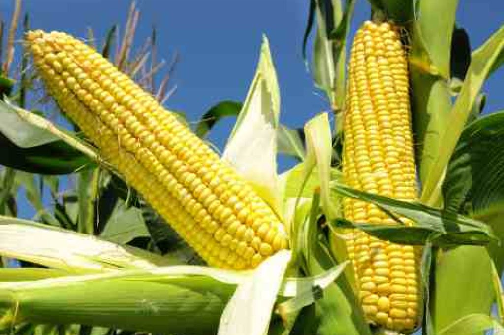 mais-campo