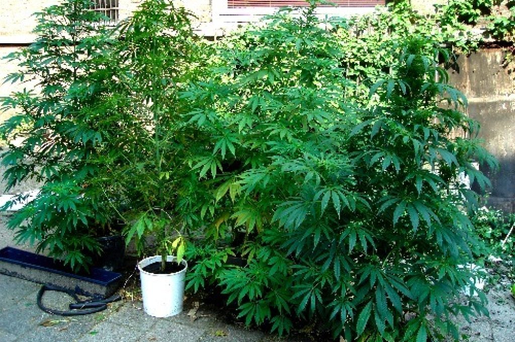 marijuana