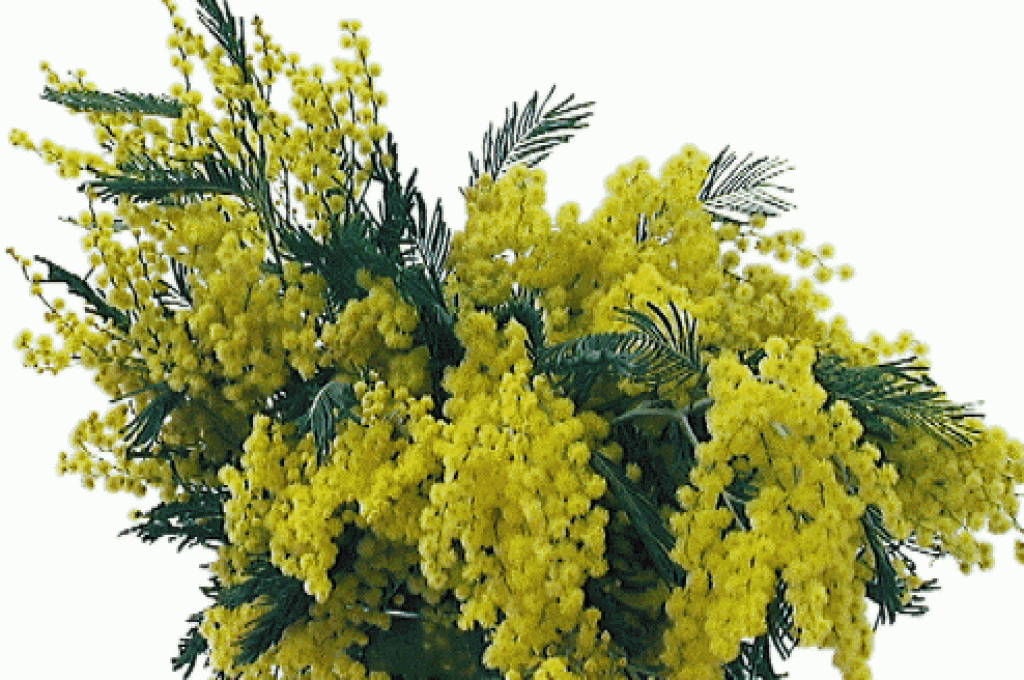 mimosa2