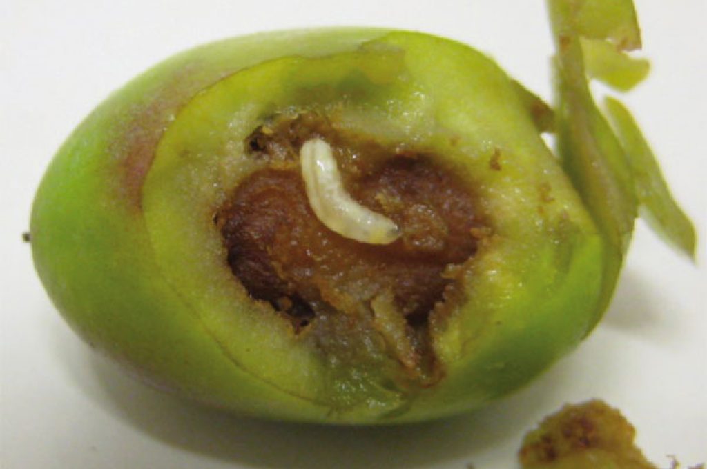 moscaOlivo