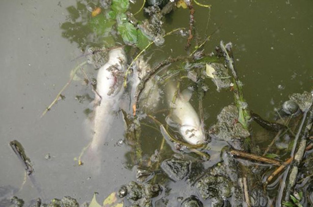 nestore-pesci-morti4