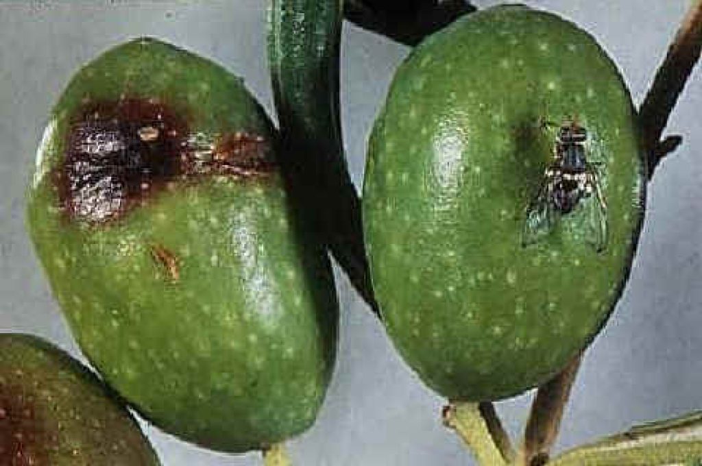 olive-colpite