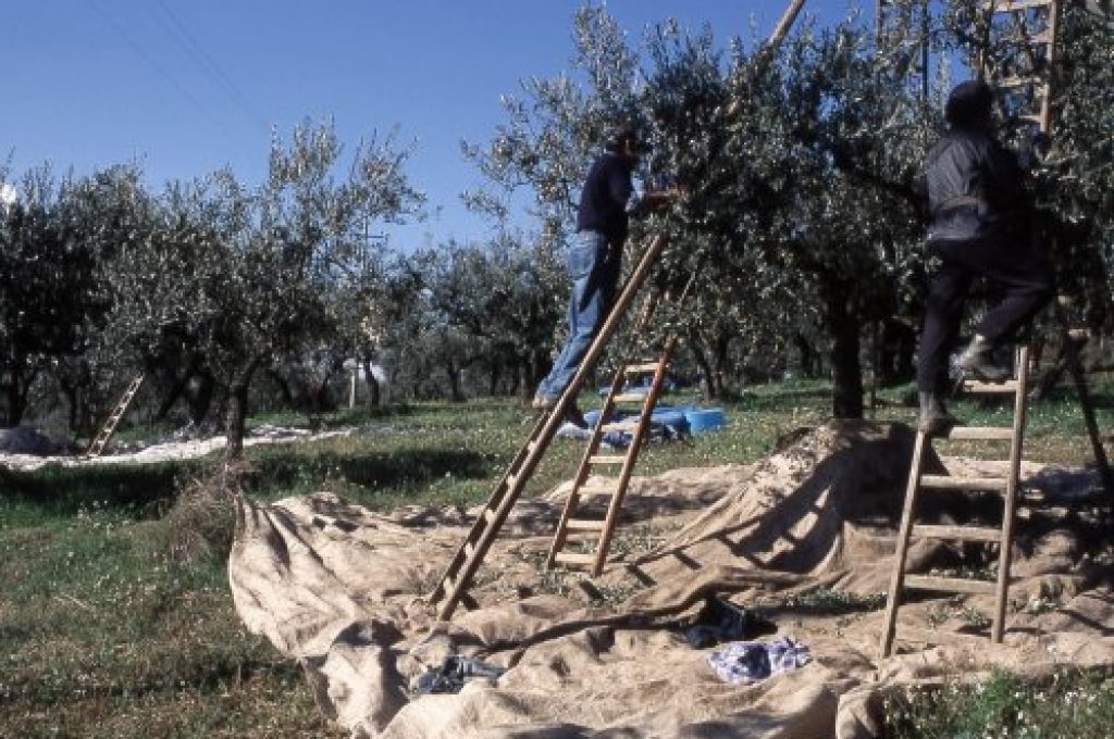 olive-raccolta