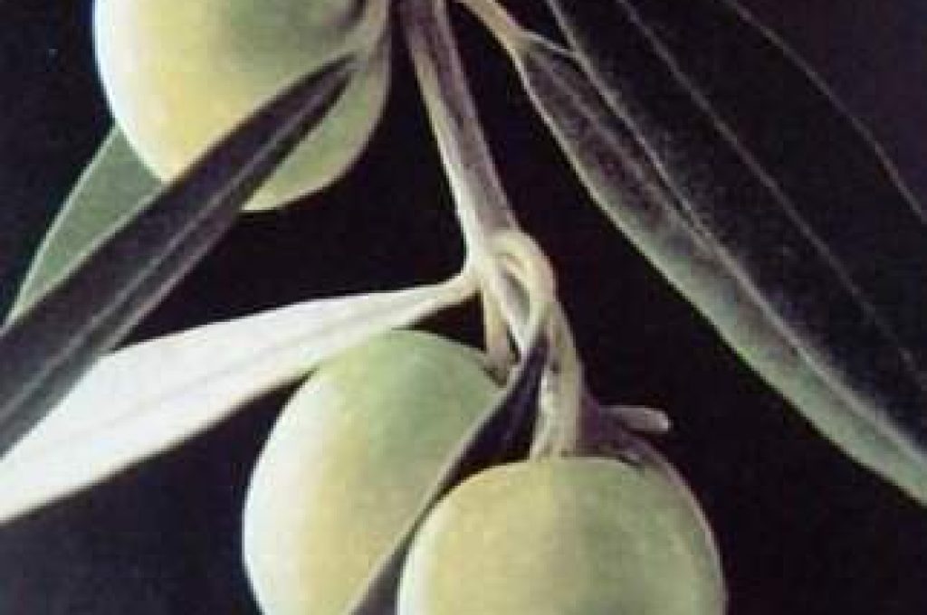 olive_tagliate