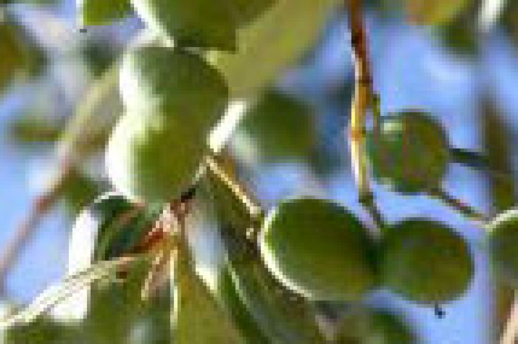 olive_thumb