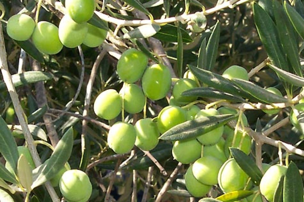 olive_tree