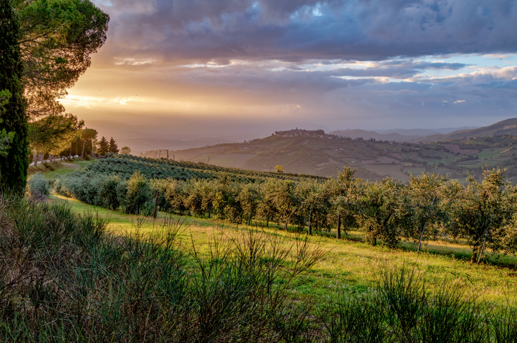 oliveti tra todi e monte castello di vibio foto antonio corona