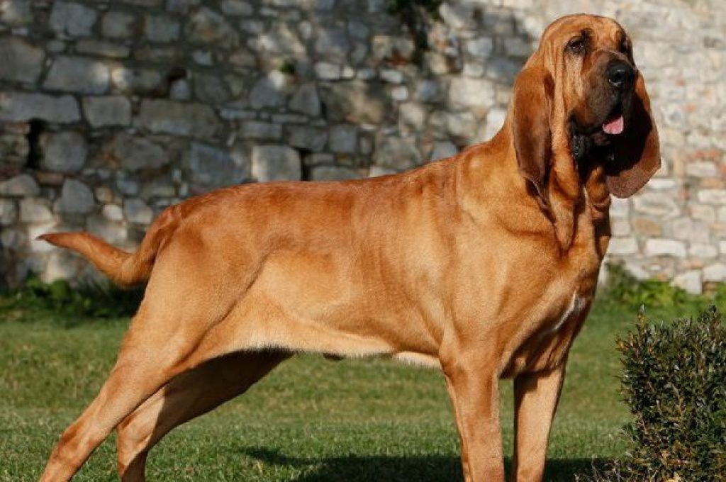 osso cane