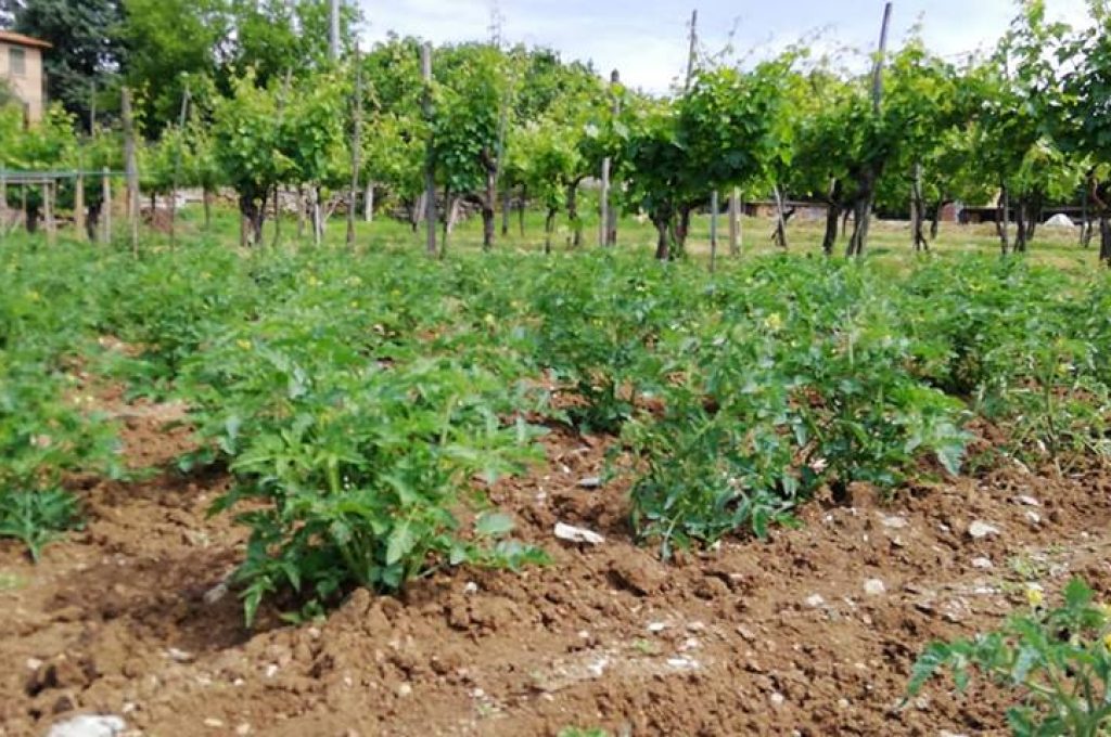 passato di pomodoro