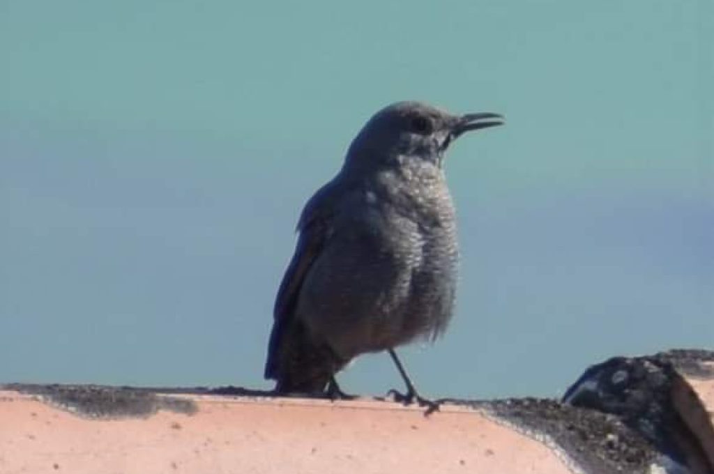 passero solitario a todi