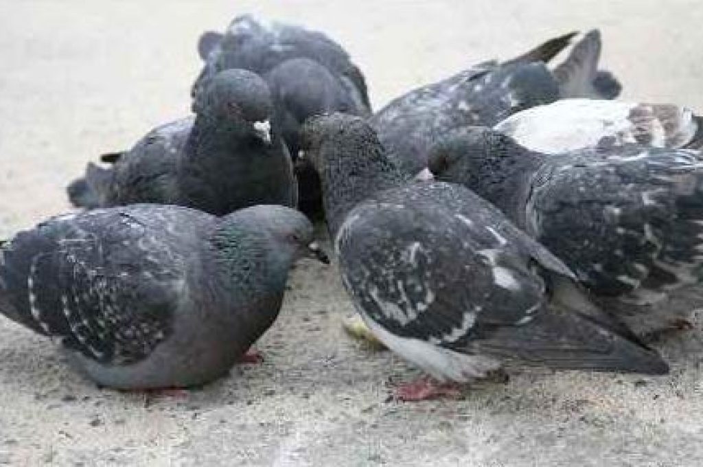 piccioni