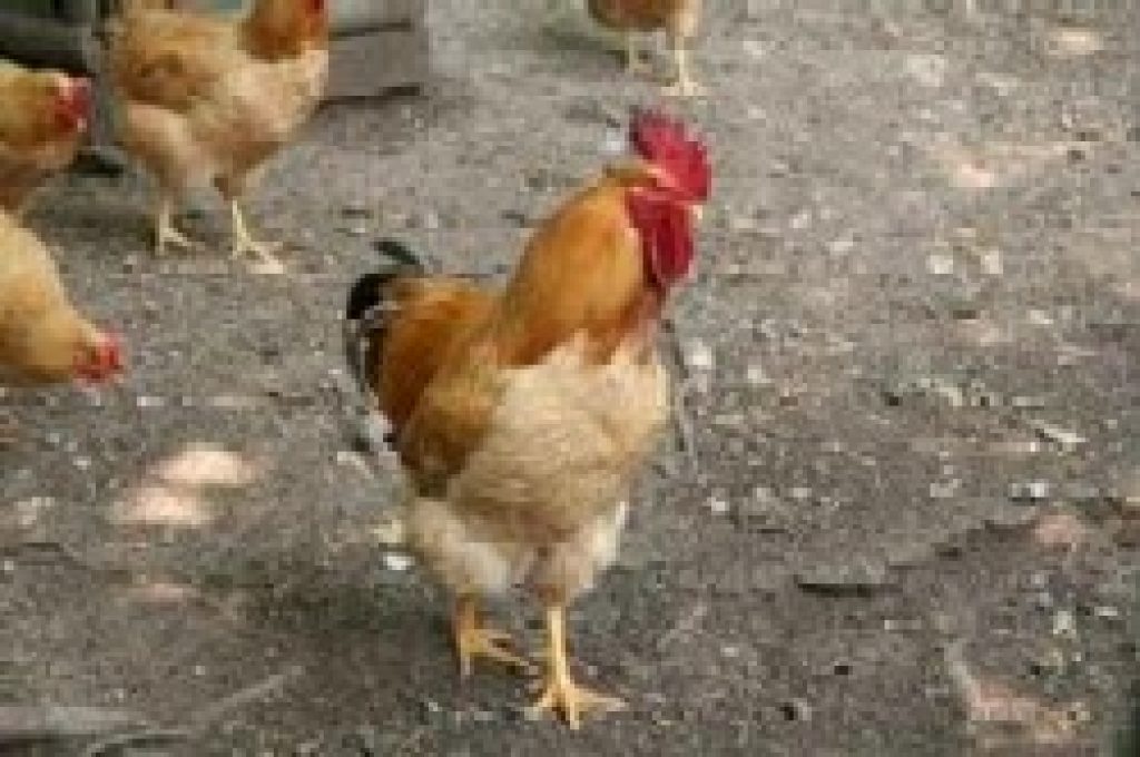pollo rurale umbro