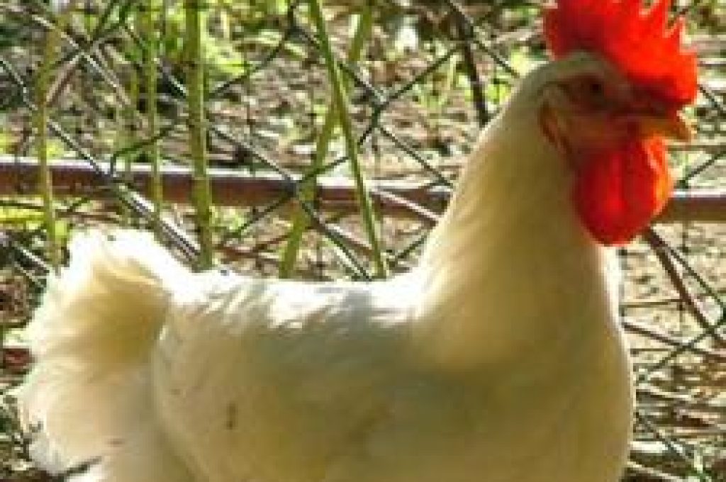 pollo1