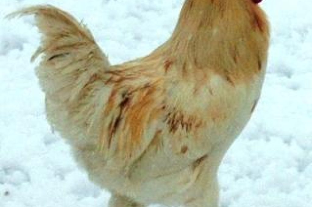 pollofattoria1