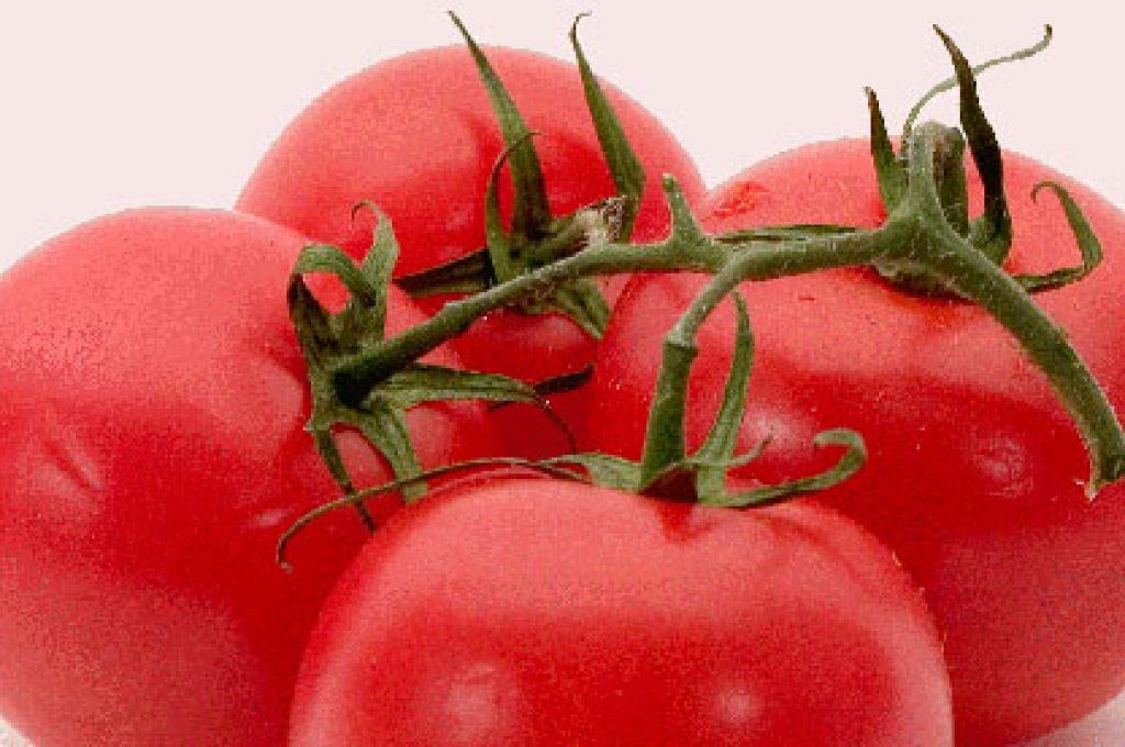 pomodori500