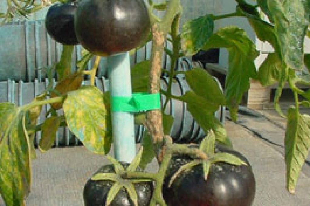 pomodoro nero