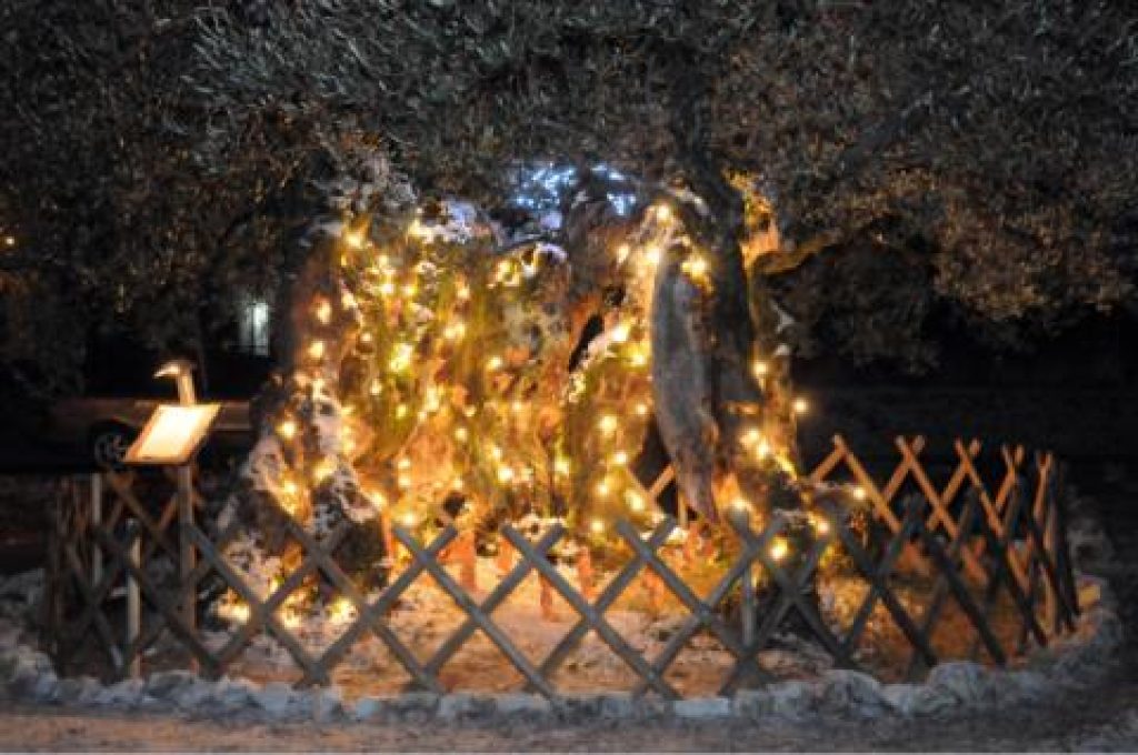 presepe nell'ulivo millenario di Macciano