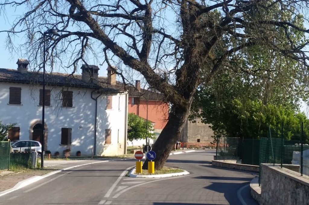quercia Massa