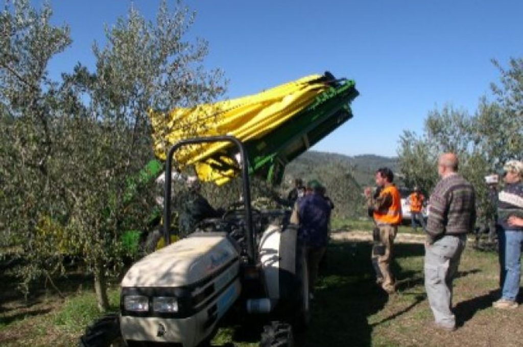 raccoltaolive_1936958268