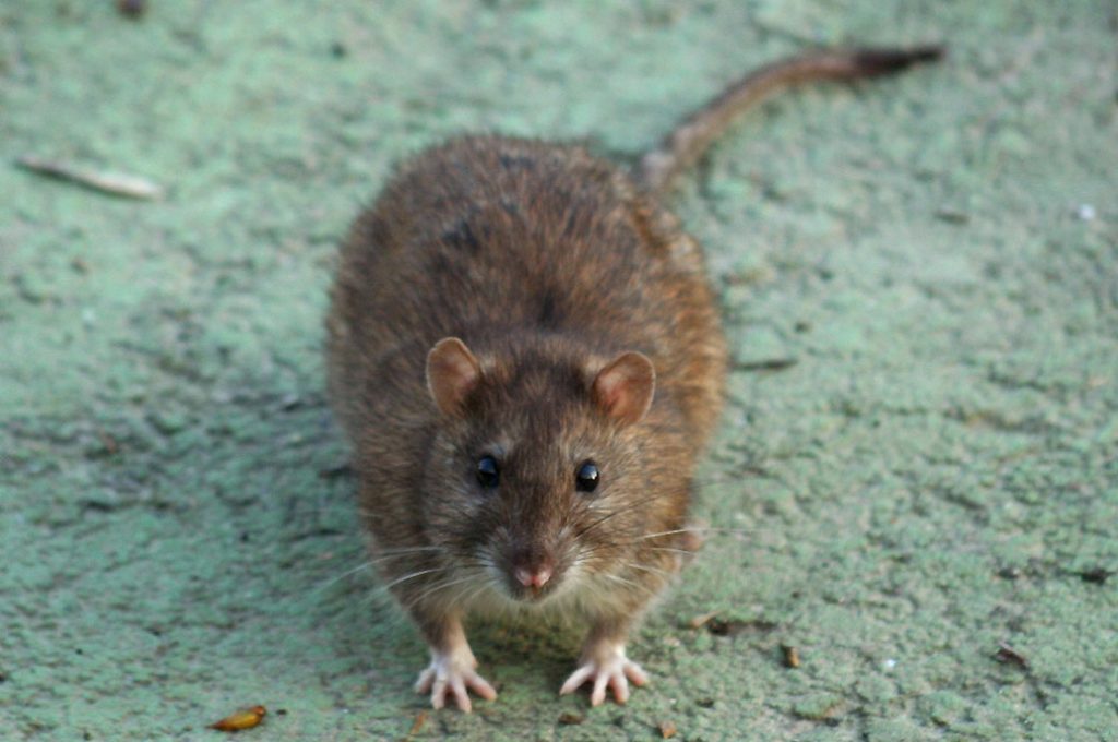 ratto