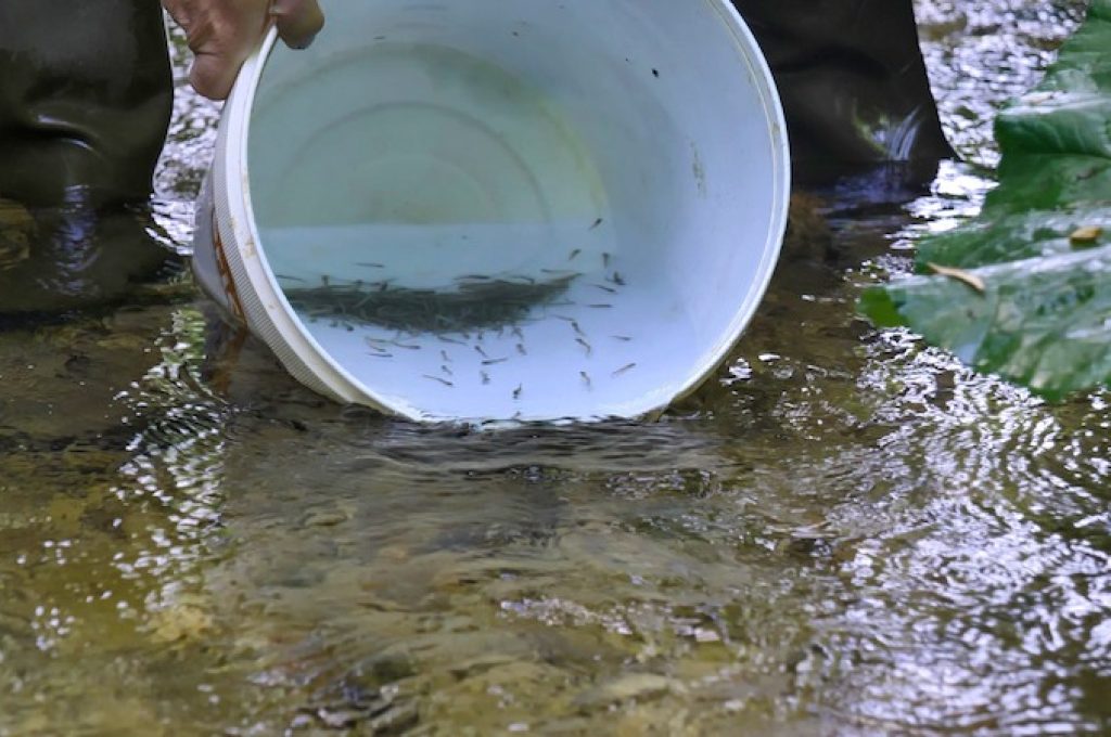 ripopolamento-trota