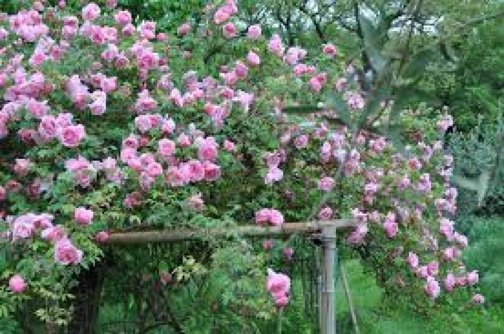 rose