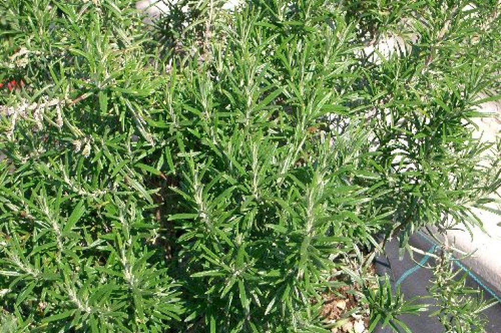 rosmarino