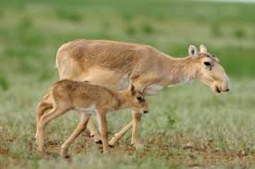 saiga