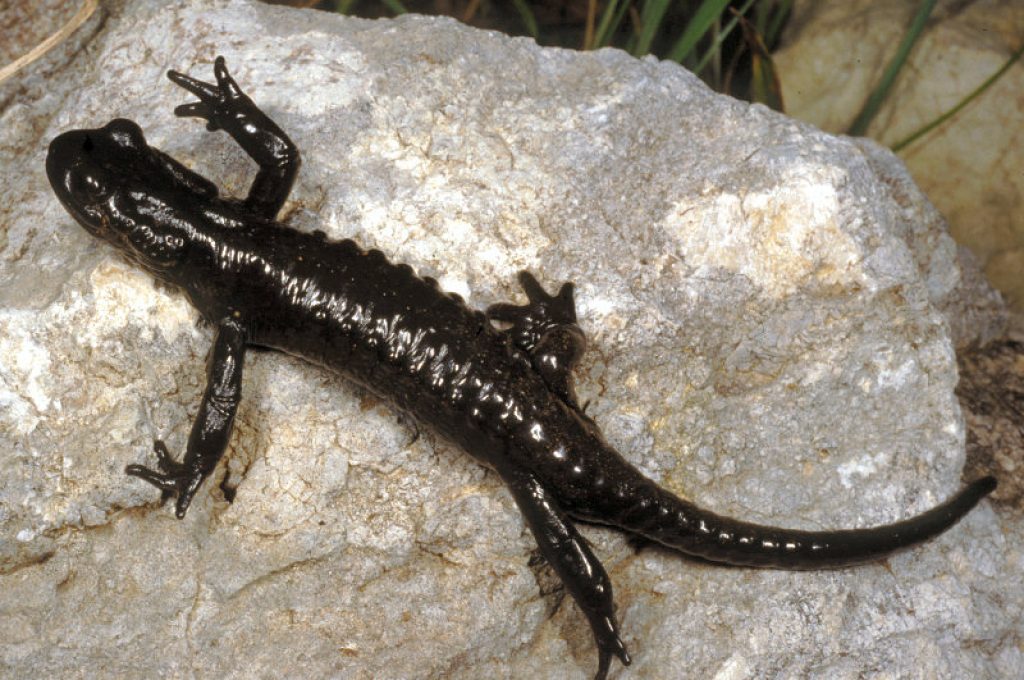 salamandraatra1
