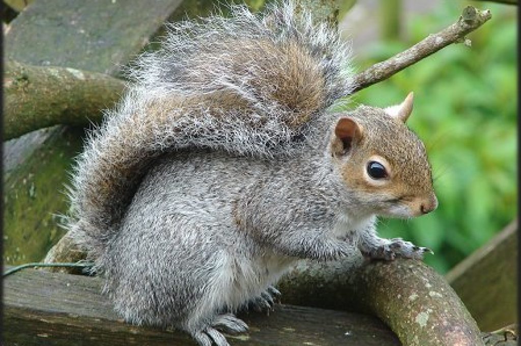 scoiattologrigio